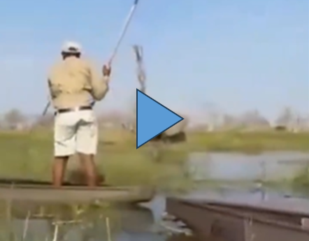 VIDEO: Elefante ataca a turistas en safari en Botswana