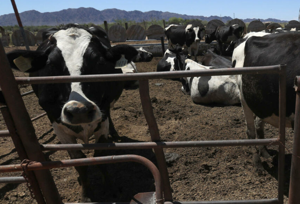 Texas pide abrir la frontera a ganado mexicano “lo antes posible”