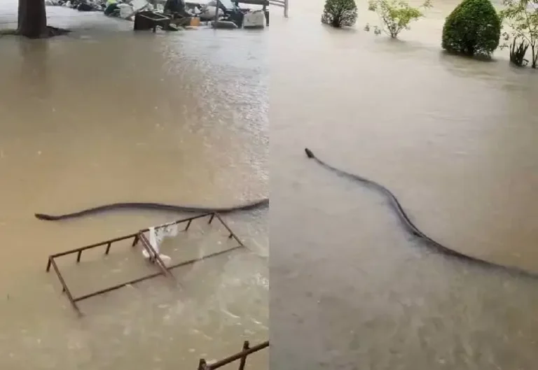 Captan a serpiente gigante en inundación de Tailandia | VIDEO
