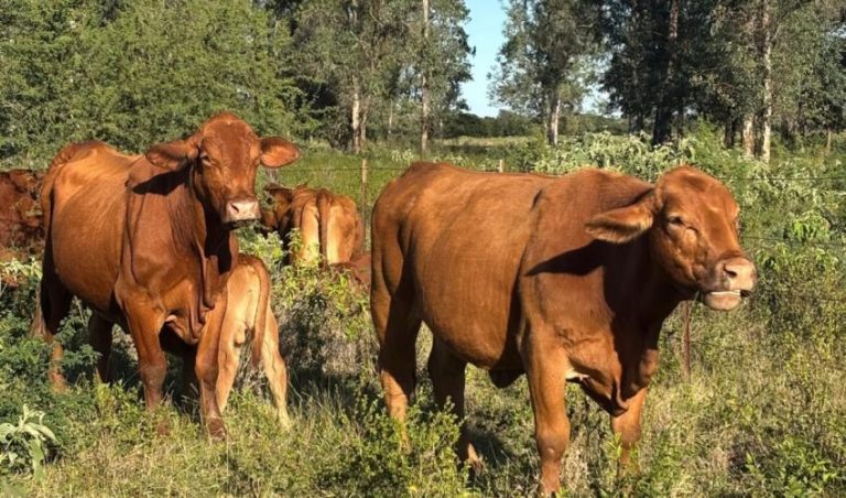 Gobierno de Tamaulipas refuerza blindaje sanitario
