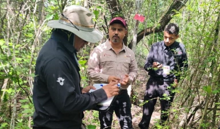 Refuerza Tamaulipas la vigilancia para proteger a la paloma ala blanca