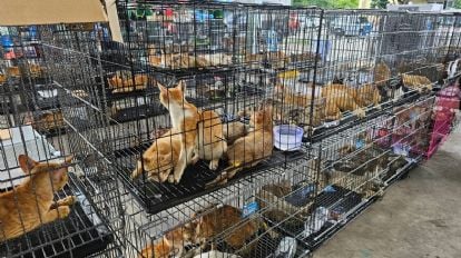 Salvan a 400 gatos robados para consumo humano; algunos ya volvieron con sus dueños
