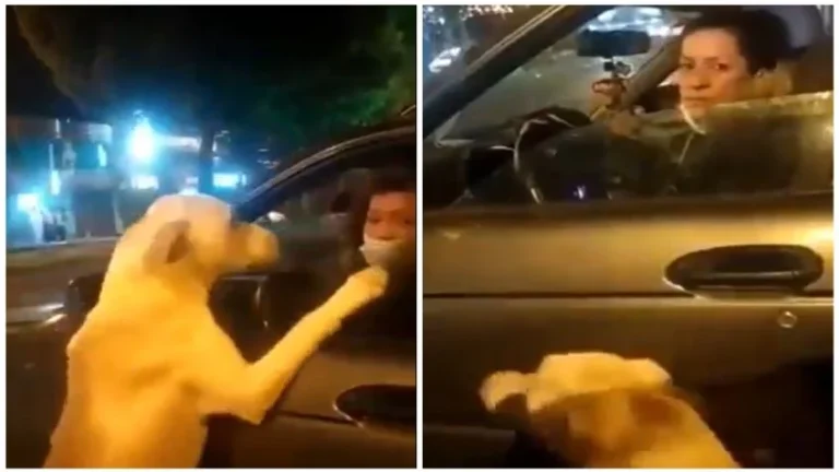 El desgarrador momento en que un perro corre tras un automóvil para no quedarse solo