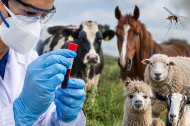 Virus Shamonda: ¿qué insectos lo transmiten y cómo identificarlos tras primera muerte en Francia?
