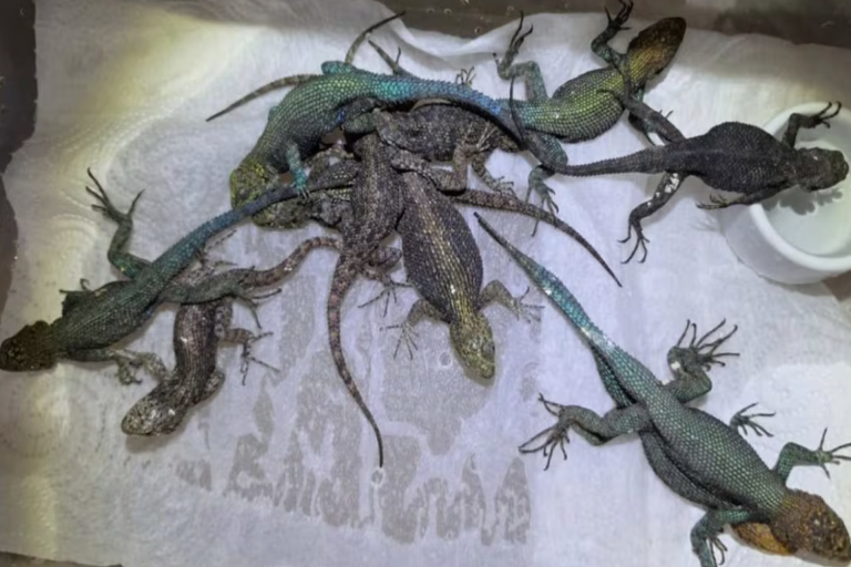 Alemania descubre 92 reptiles ocultos en la maleta de un mexicano; así los transportaba